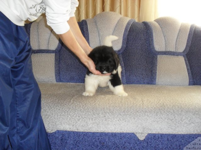 Фото: ньюфаундленд Супер Премиум Занзибар