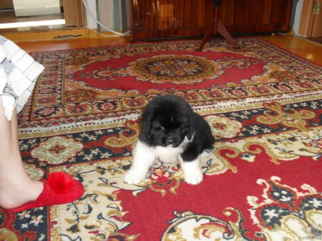 Фотография № 63717