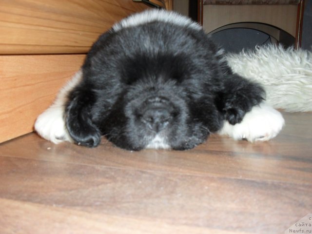 Фотография № 63719