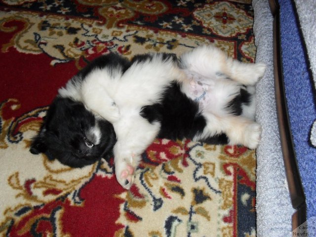 Фото: ньюфаундленд Супер Премиум Занзибар