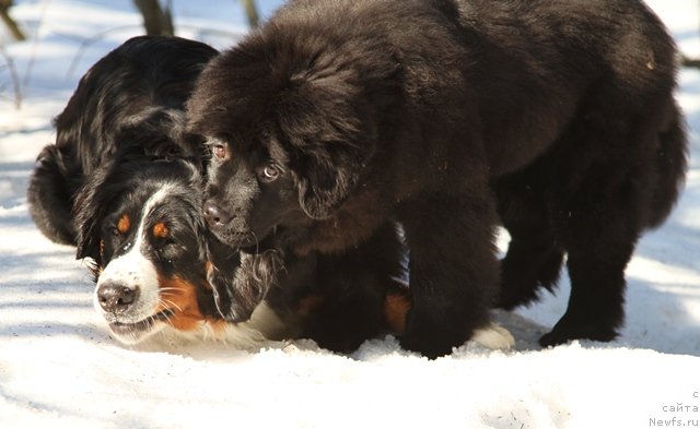 Фотография № 63724