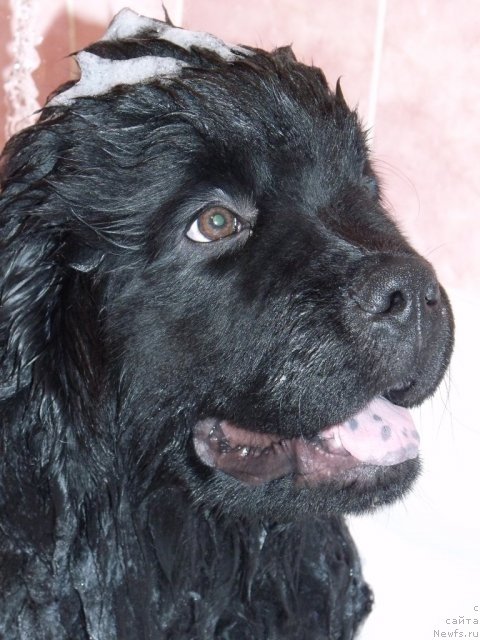 Фото: ньюфаундленд Анданте Босс