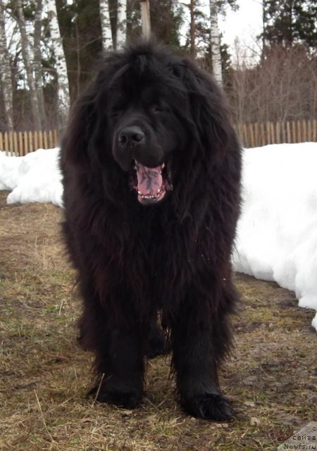 Фото: ньюфаундленд Сент Джонс Орфей