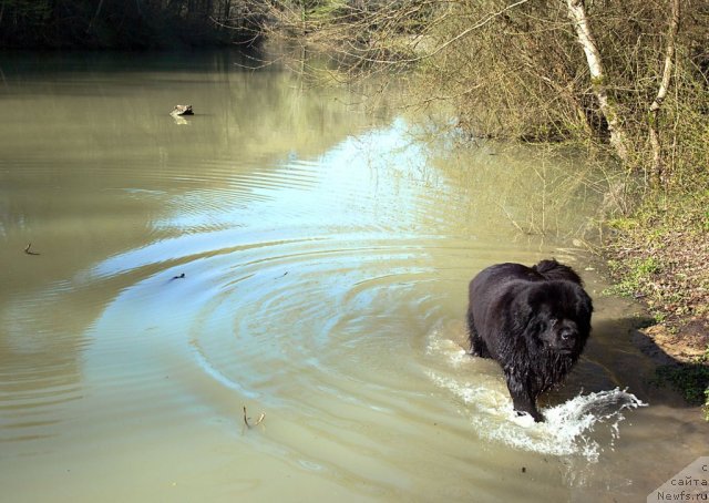 Фото: ньюфаундленд Потап Фидель