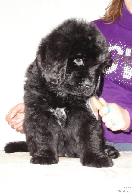 Фото: Бегущая по волнам Дабл Дэар