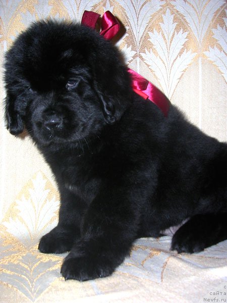 Фото: ньюфаундленд Сказочная Кроха Николета