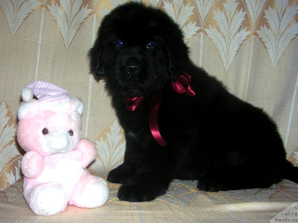 Фото: ньюфаундленд Сказочная Кроха Николета