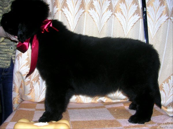 Фото: ньюфаундленд Сказочная Кроха Николета