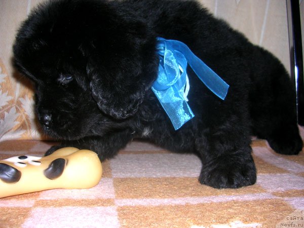 Фото: ньюфаундленд Сказочная Кроха Маэстро