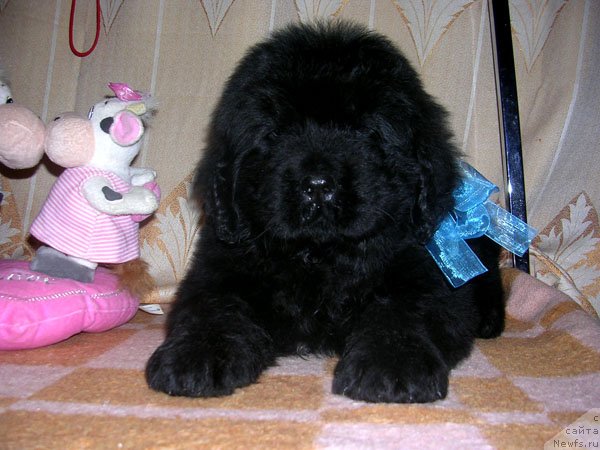 Фото: ньюфаундленд Сказочная Кроха Маэстро