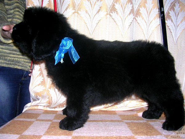 Фото: ньюфаундленд Сказочная Кроха Маэстро
