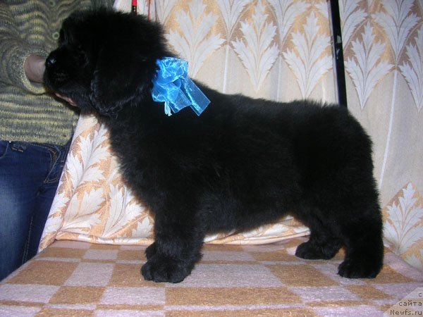 Фото: ньюфаундленд Сказочная Кроха Маэстро