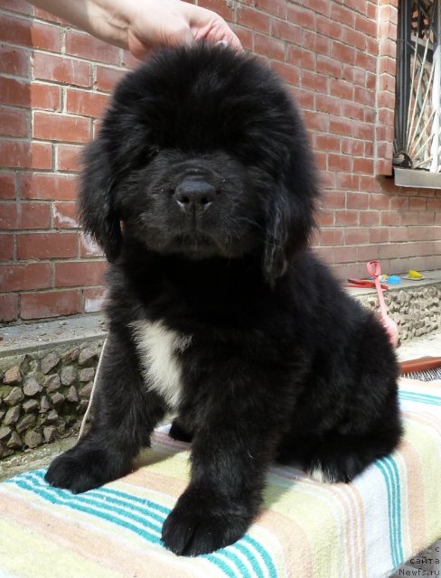 Фотография № 63809