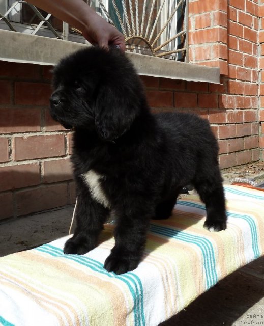 Фото: ньюфаундленд Супер Премиум Золотая Лилия