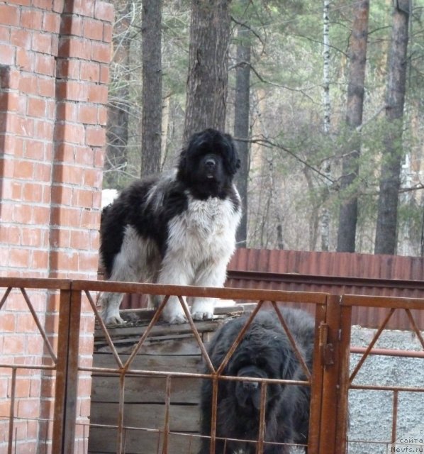 Фото: ньюфаундленд Chatkantarra Taro, ньюфаундленд Lifeguard's American Style