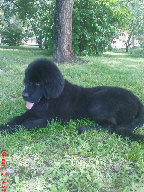 Фото: ньюфаундленд Мирабелла из Тихого Омута