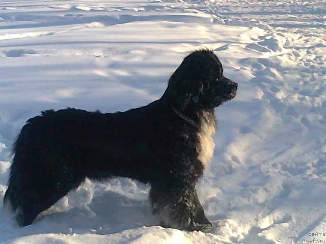 Фото: ньюфаундленд Овация Браво Бис