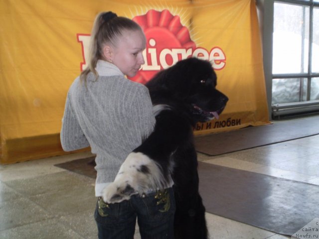 Фото: ньюфаундленд Овация Браво Бис