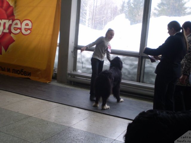 Фото: ньюфаундленд Овация Браво Бис