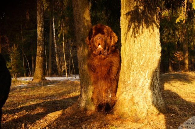 Фото: ньюфаундленд Aetna vom Riesrand