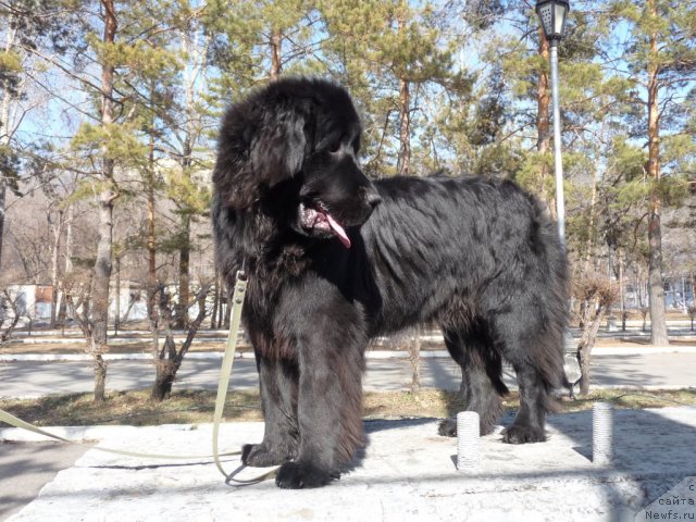 Фото: ньюфаундленд Мирабелла из Тихого Омута