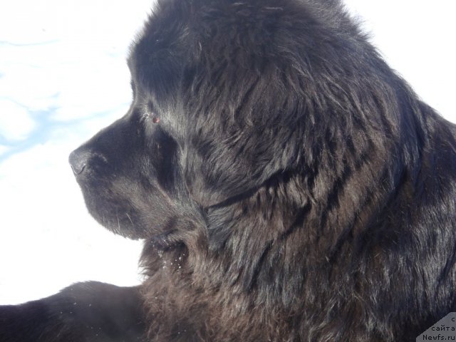 Фото: ньюфаундленд Их Высочество Глория Айрис (Ih Visochestvo Gloria Airis)