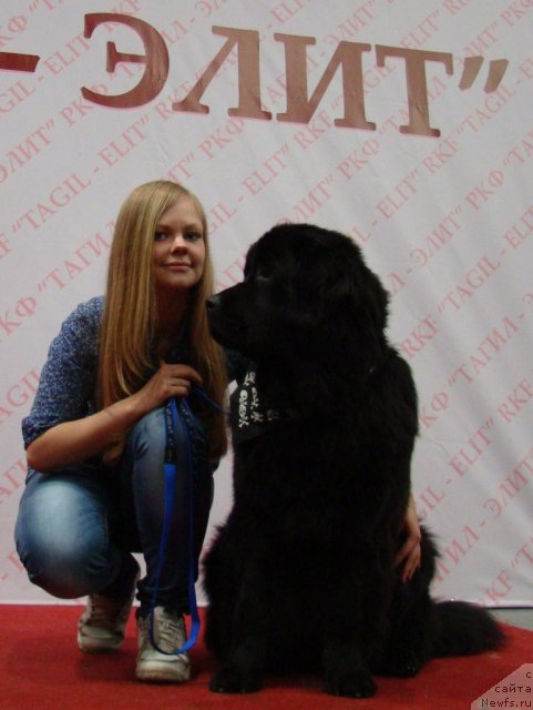 Фото: Алёна Щелконогова, ньюфаундленд Супер Бизон Дека