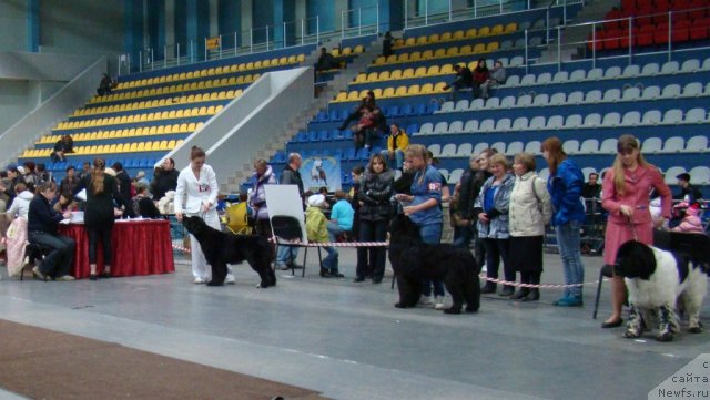 Фото: ньюфаундленд Супер Бизон Дека, ньюфаундленд Икона Стиля, Ксения Новикова, Алёна Щелконогова, ньюфаундленд Супер Бизон Арго (Super Bizon Argo)