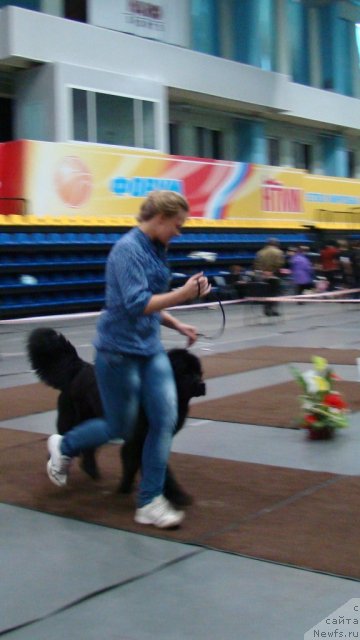 Фото: Алёна Щелконогова, ньюфаундленд Супер Бизон Дека