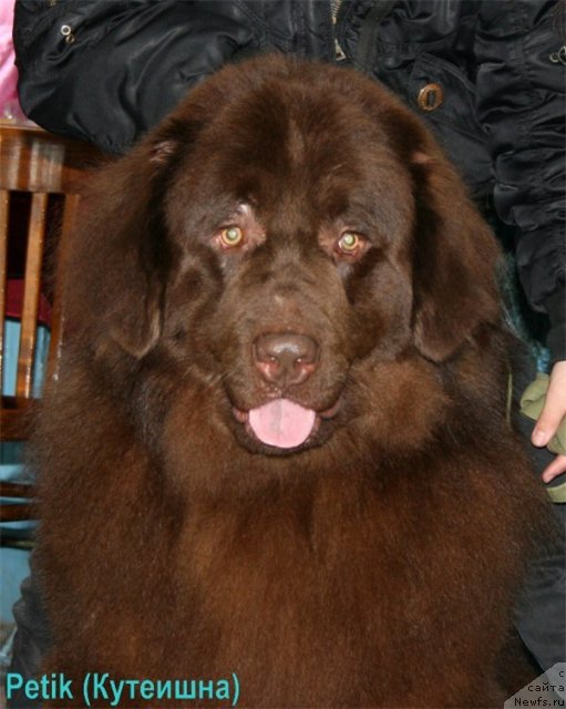 Фото: ньюфаундленд Роллс Ройс