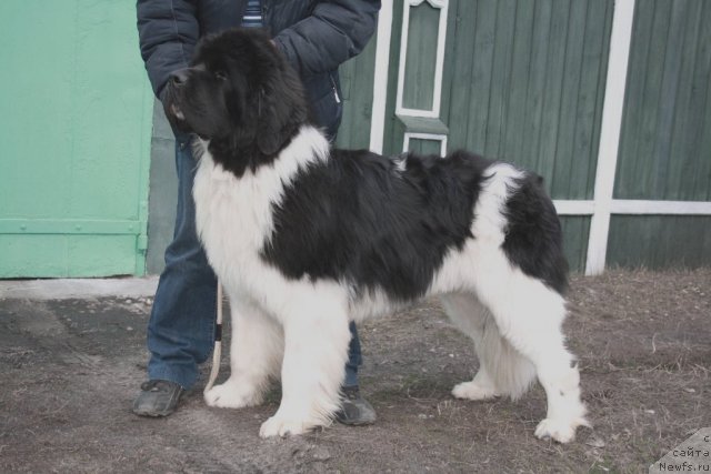 Фотография № 63846