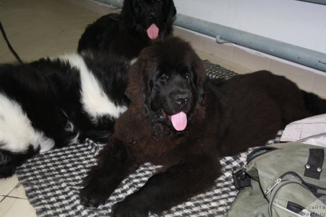 Фотография № 63848