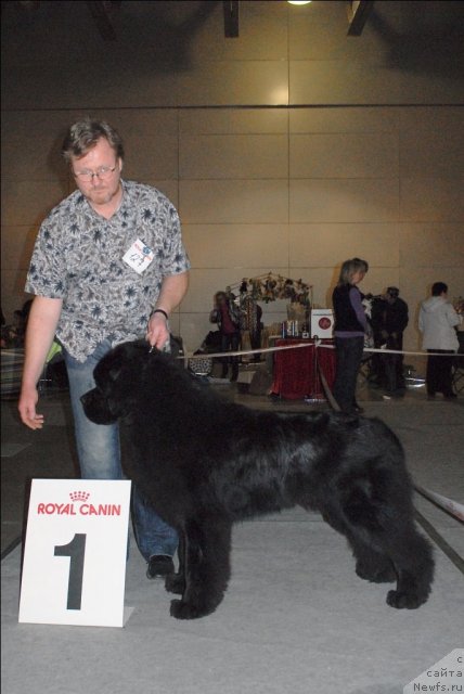 Фото: ньюфаундленд Сент Джонс Уриель