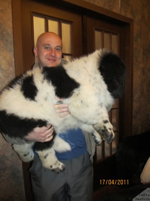 Фото: ньюфаундленд Супер Бизон Екатеринбург (Super Bizon Ekaterinburg), Алексей Нистратов