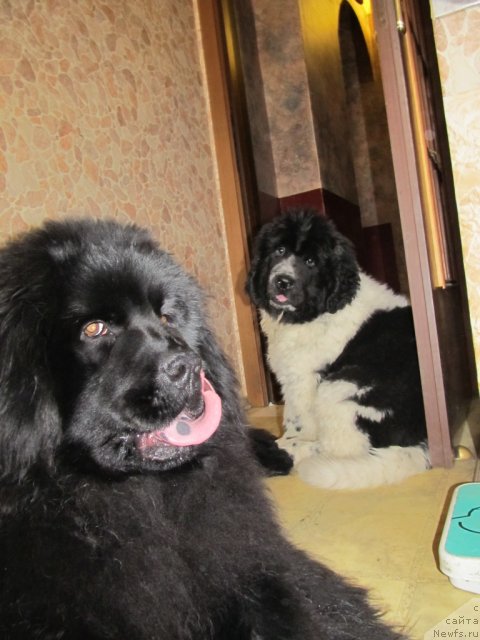 Фото: ньюфаундленд Их Высочество Владлена Маджикс, ньюфаундленд Супер Бизон Екатеринбург (Super Bizon Ekaterinburg)