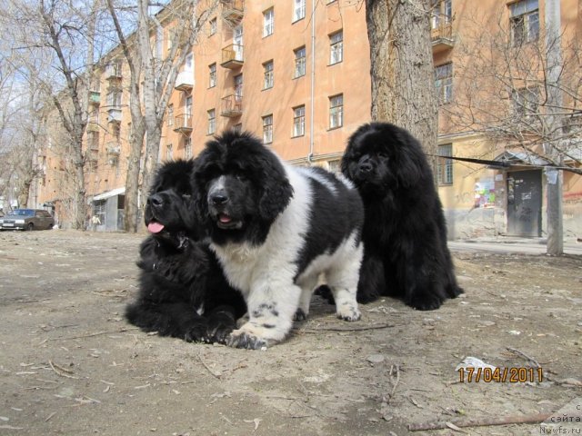 Фото: ньюфаундленд Супер Бизон Анталия, ньюфаундленд Их Высочество Владлена Маджикс, ньюфаундленд Супер Бизон Екатеринбург (Super Bizon Ekaterinburg)