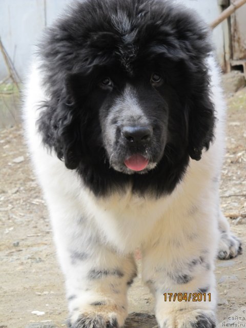 Фото: ньюфаундленд Супер Бизон Екатеринбург (Super Bizon Ekaterinburg)