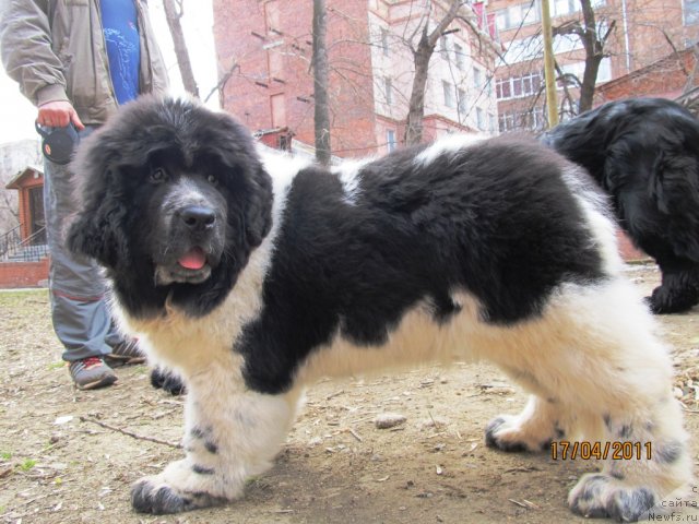 Фото: ньюфаундленд Супер Бизон Екатеринбург (Super Bizon Ekaterinburg)