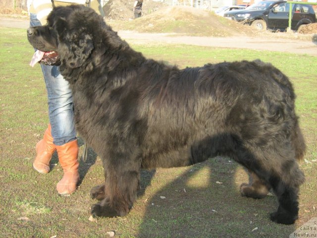 Фото: ньюфаундленд Большая Медведица из Тихого Омута (Bolshaya Medveditsa iz Tihogo Omuta)