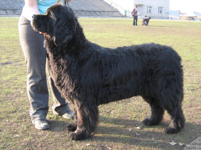 Фото: ньюфаундленд Аксель Блэк Даймонд