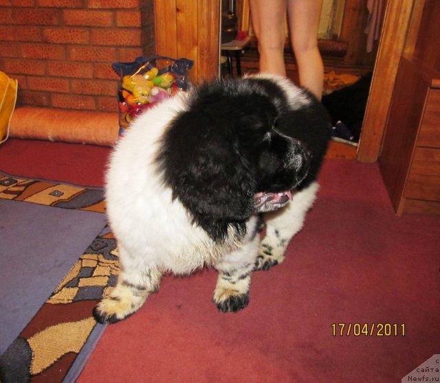 Фото: ньюфаундленд Супер Бизон Екатеринбург (Super Bizon Ekaterinburg)