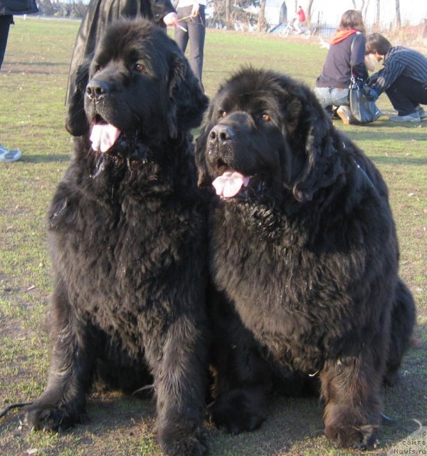 Фото: ньюфаундленд Аксель Блэк Даймонд, ньюфаундленд Большая Медведица из Тихого Омута (Bolshaya Medveditsa iz Tihogo Omuta)
