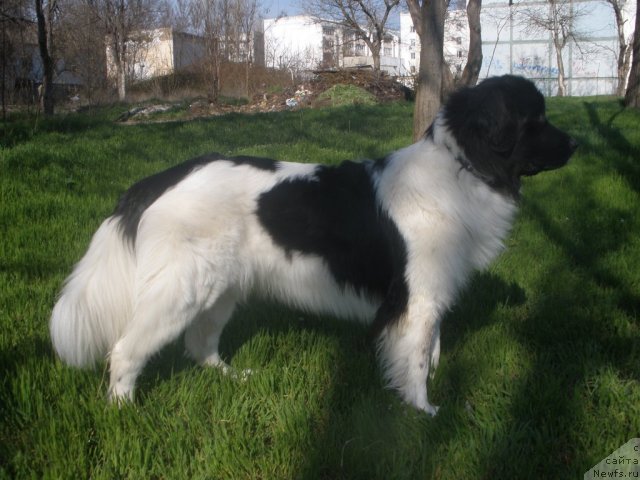 Фото: ньюфаундленд Питерньюф Чунга-Чанга