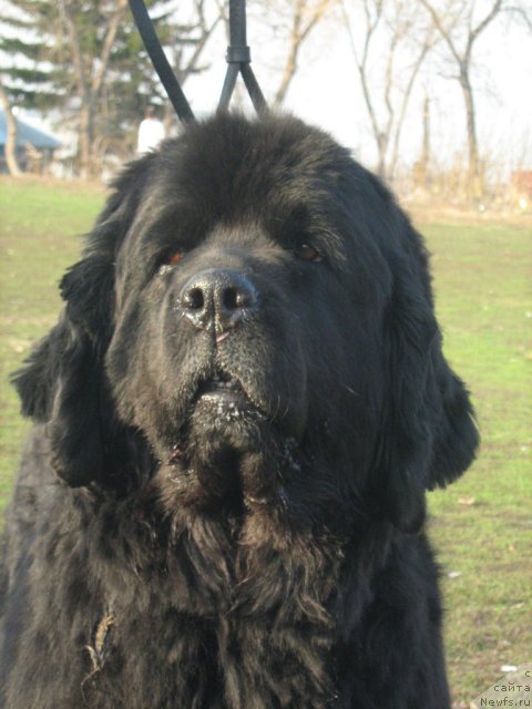 Фото: ньюфаундленд Аксель Блэк Даймонд