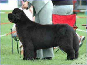 Фото: ньюфаундленд French Fries King of Helluland