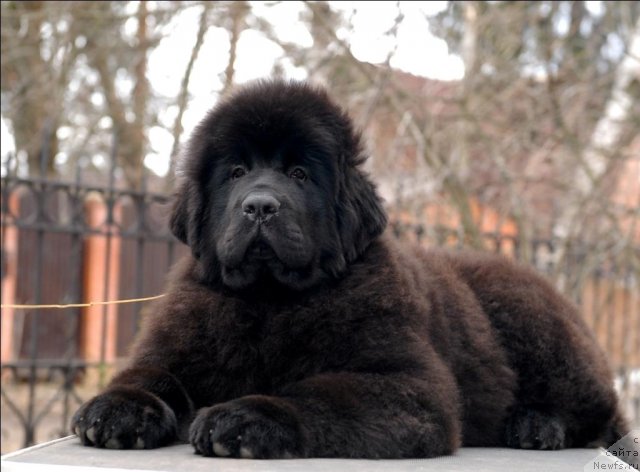 Фотография № 63901