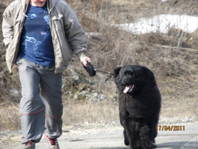 Фото: ньюфаундленд Их Высочество Владлена Маджикс, Алексей Нистратов