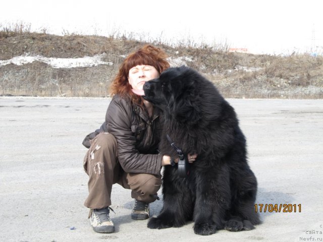 Фото: Ирина Нистратова, ньюфаундленд Их Высочество Владлена Маджикс