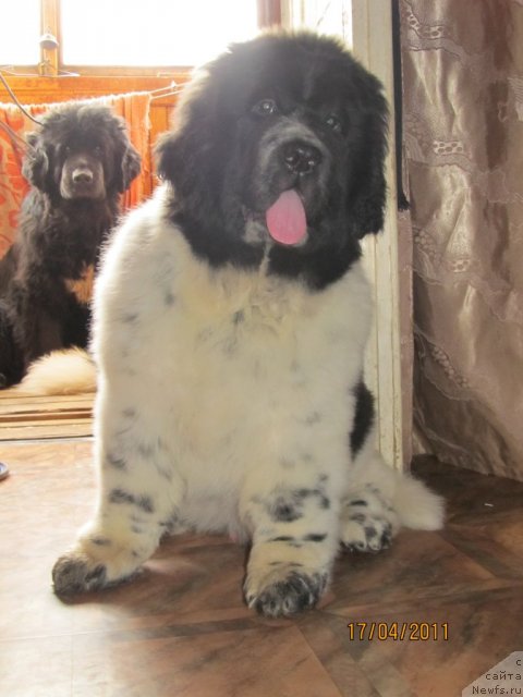 Фото: ньюфаундленд Супер Бизон Екатеринбург (Super Bizon Ekaterinburg), ньюфаундленд Супер Бизон Анталия