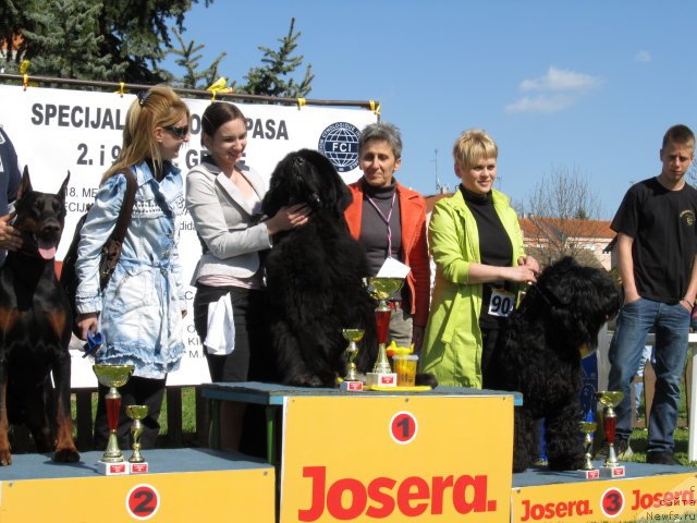 Фото: ньюфаундленд King of Helluland Choose Me